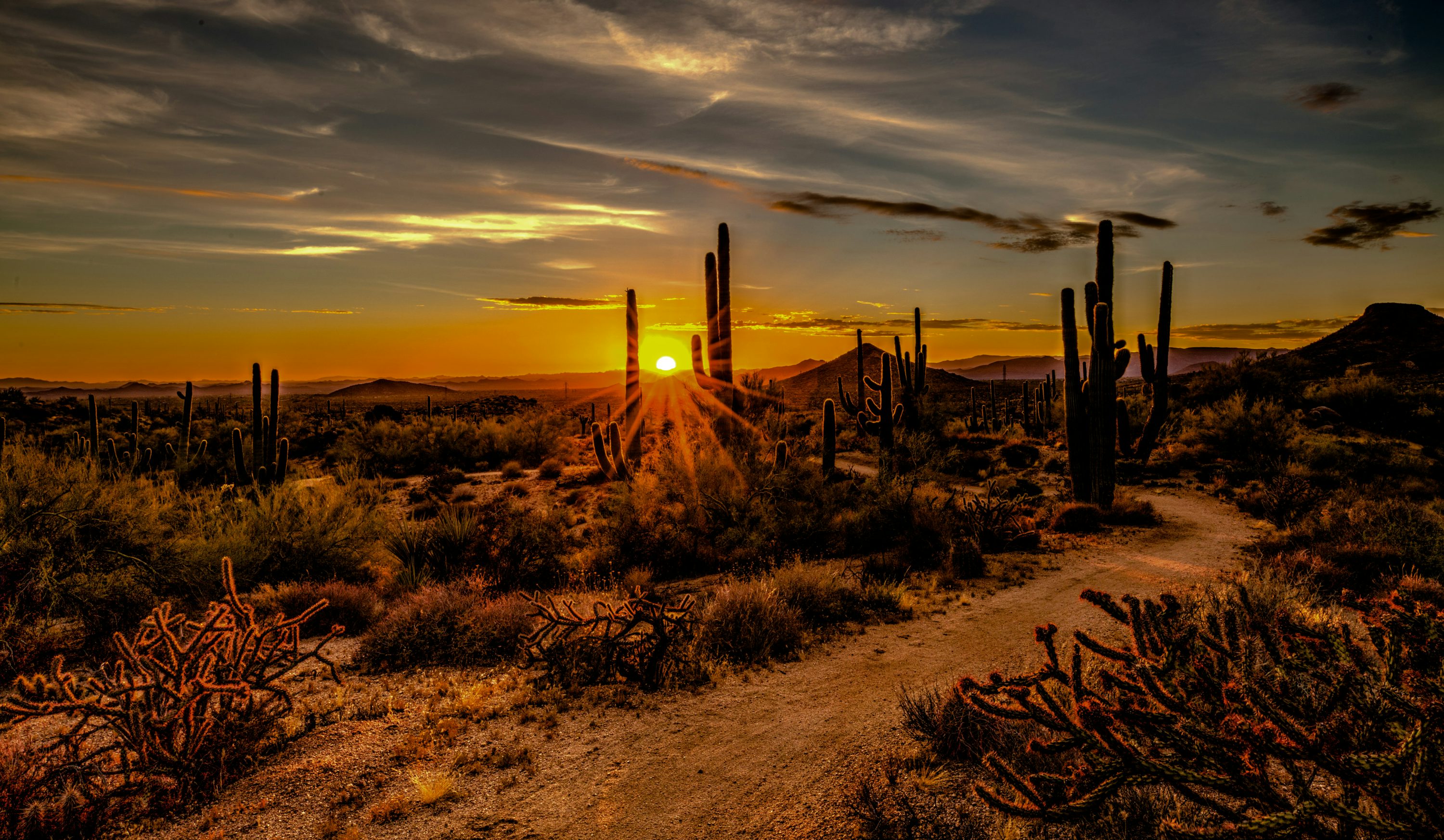 Saguaro National Park Sunset