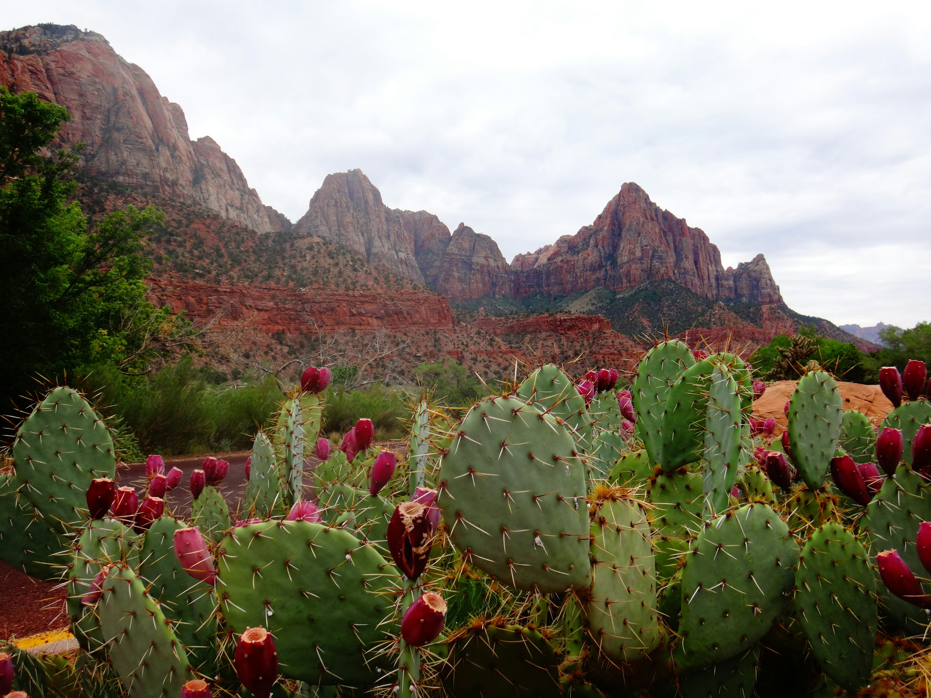 Sedona Prickly Pear Cactus