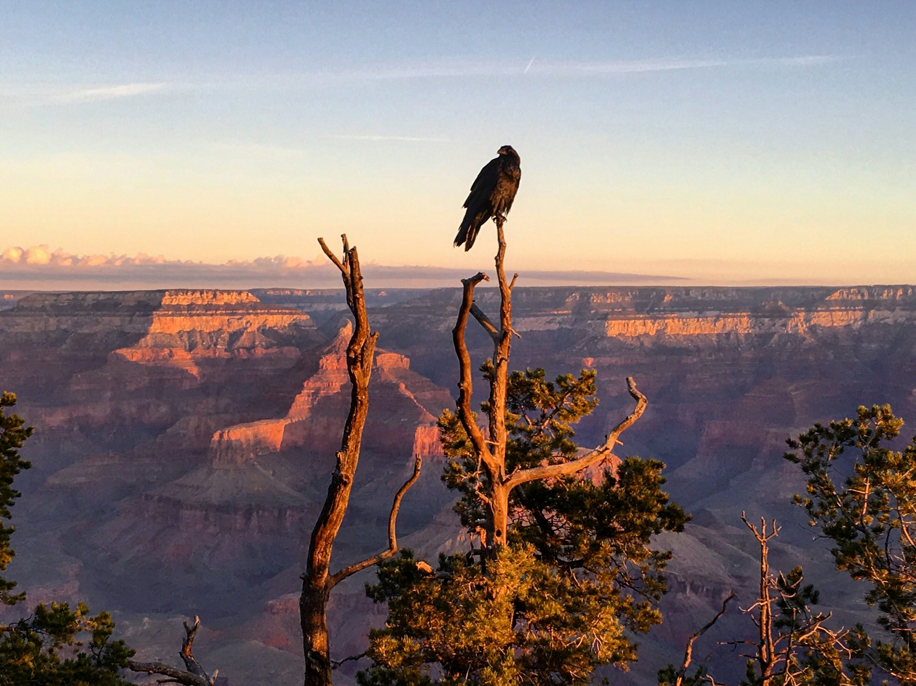 Grand Canyon Condor at Rim