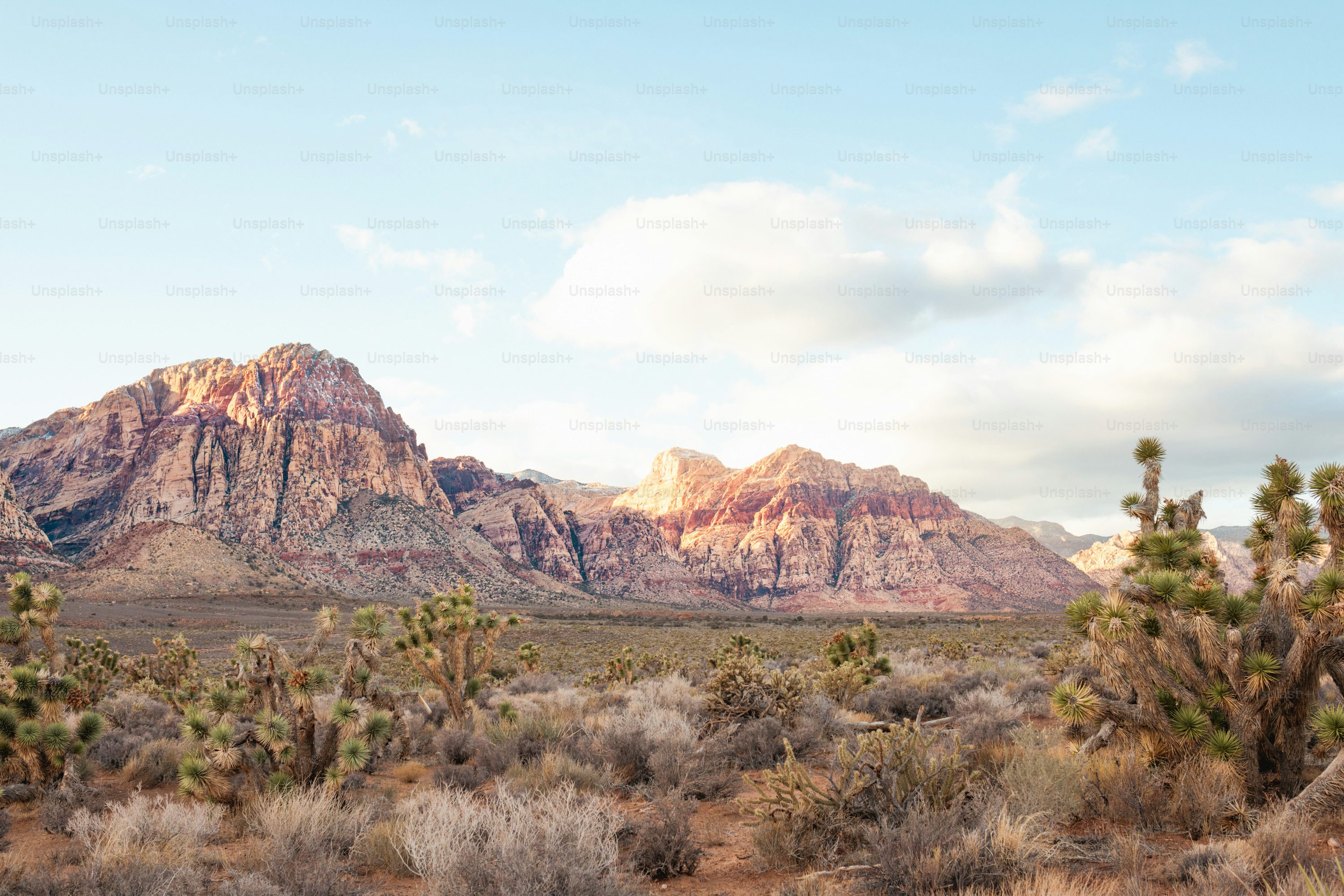 Kingman Desert Joshua Trees