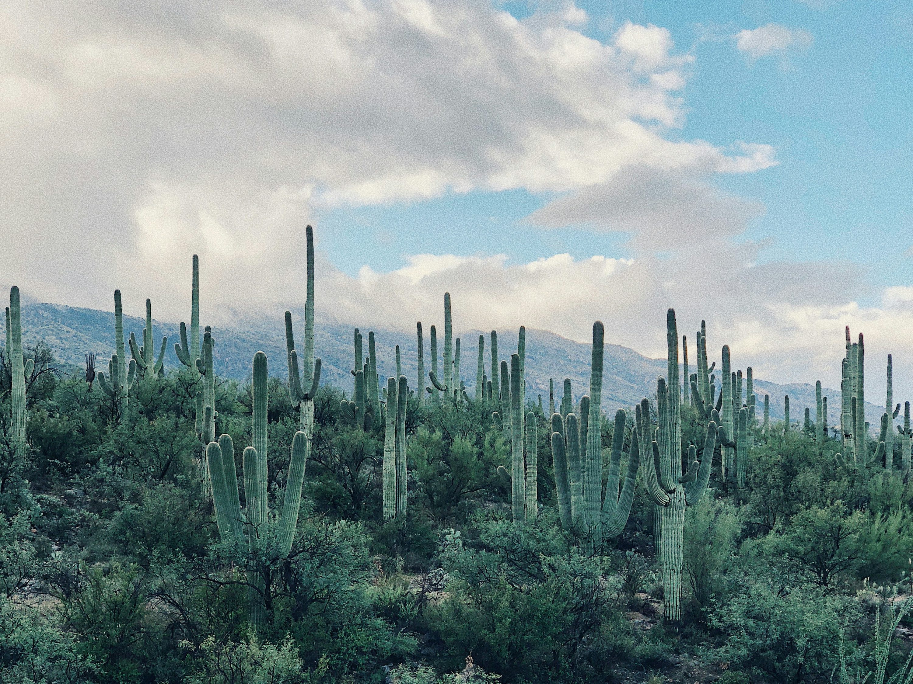 Rincon Mountains Saguaro Forest
