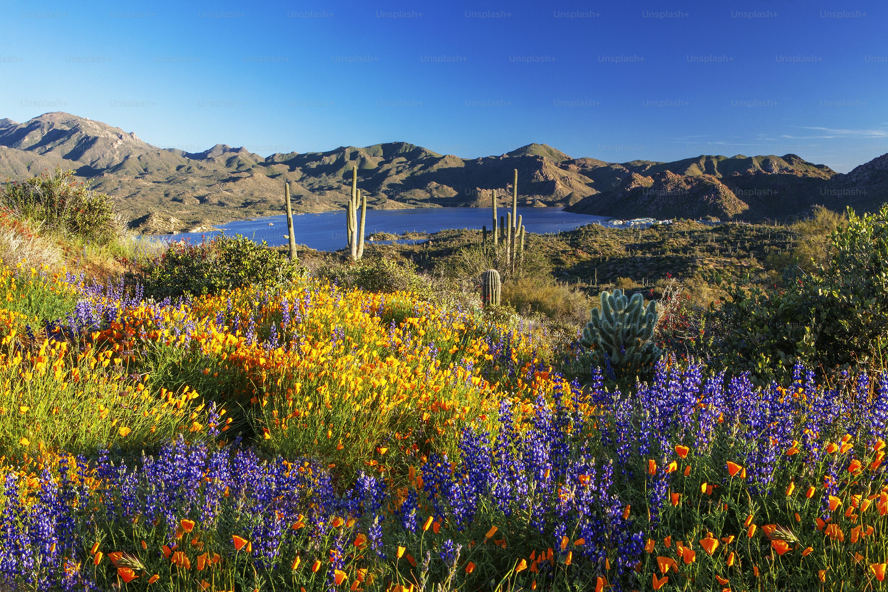 Lake Pleasant Wildflower Bloom