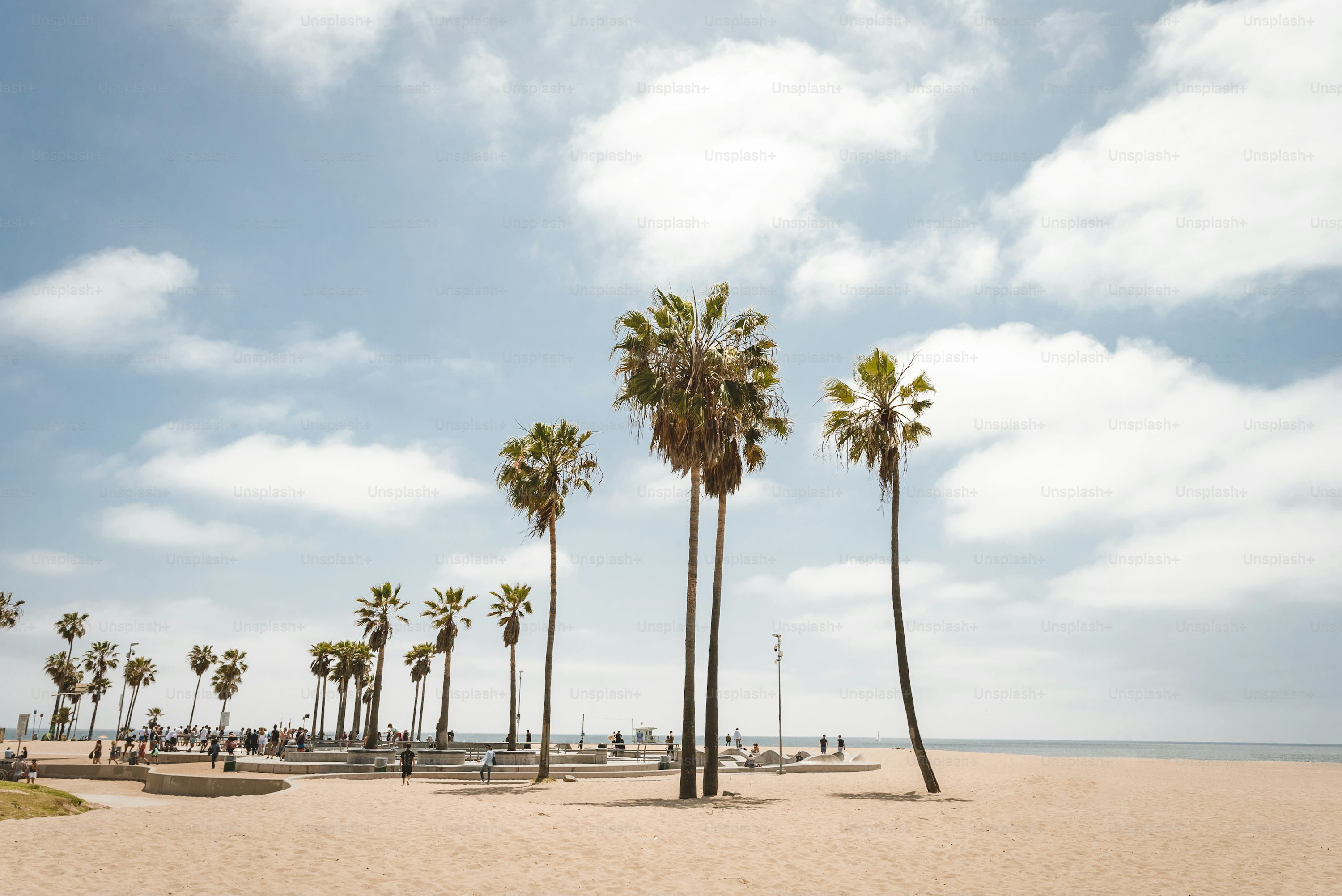 Venice Beach Palm Shore