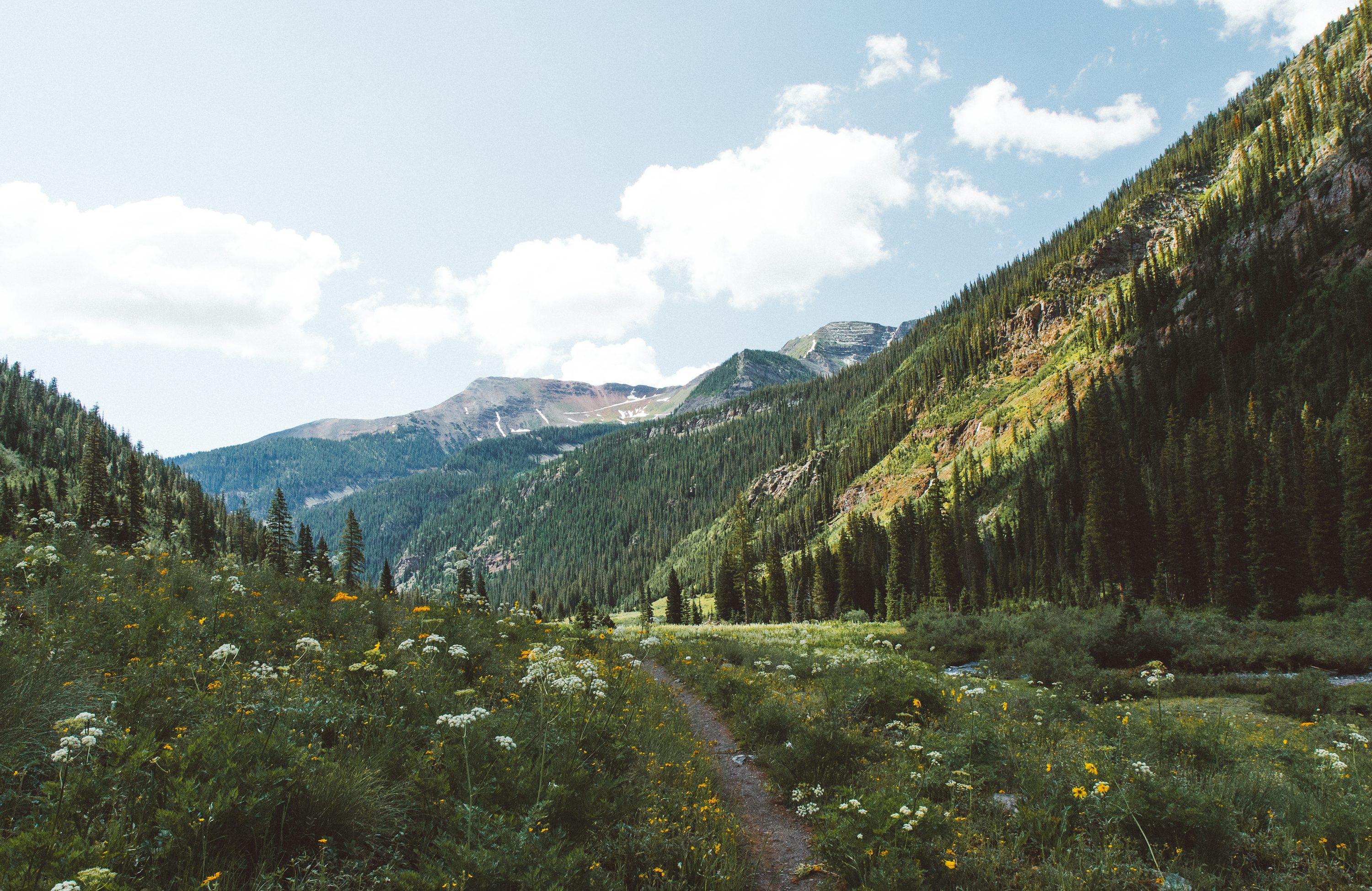 Crested Butte Wildflower Trail
