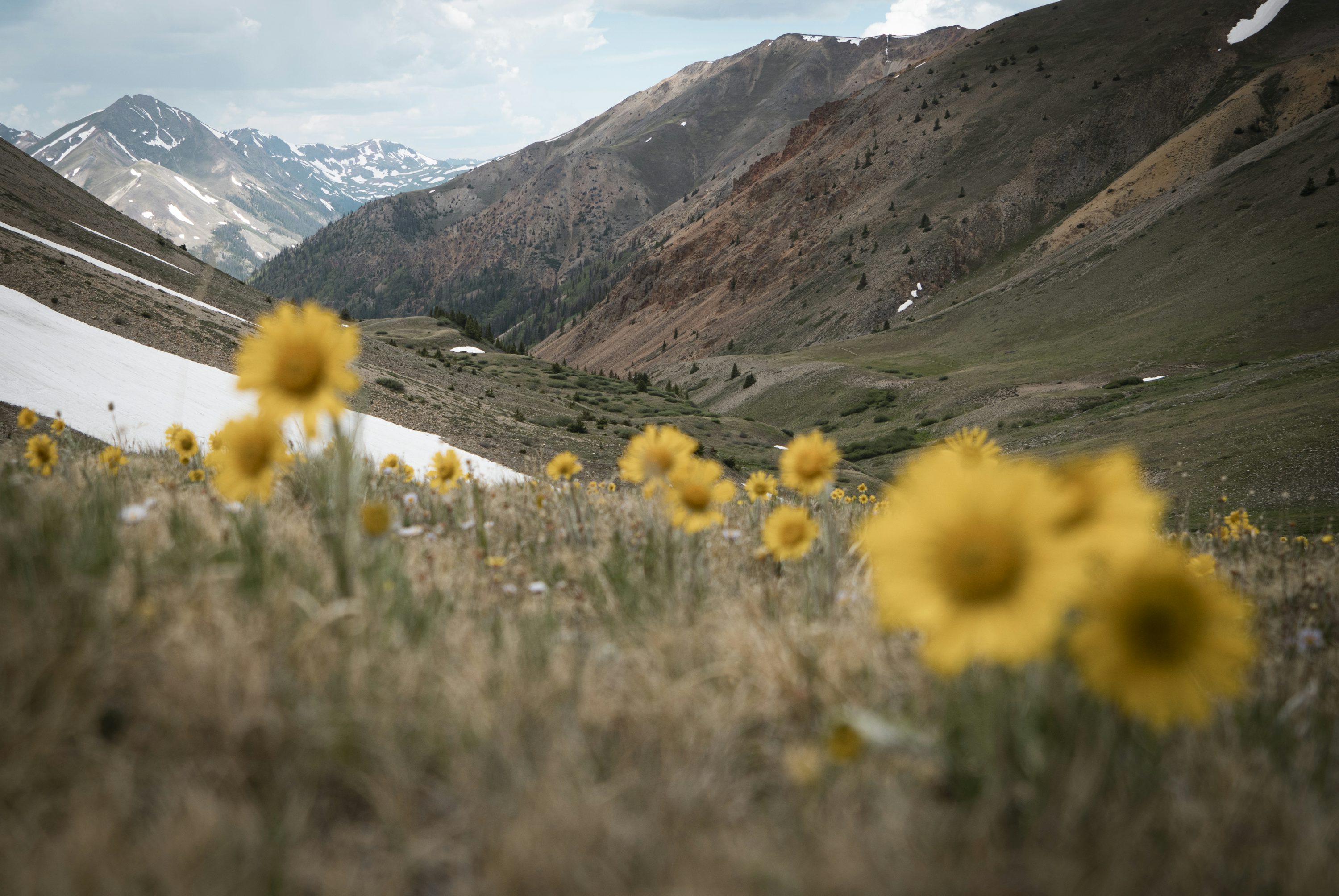 Collegiate Peaks Wildflowers