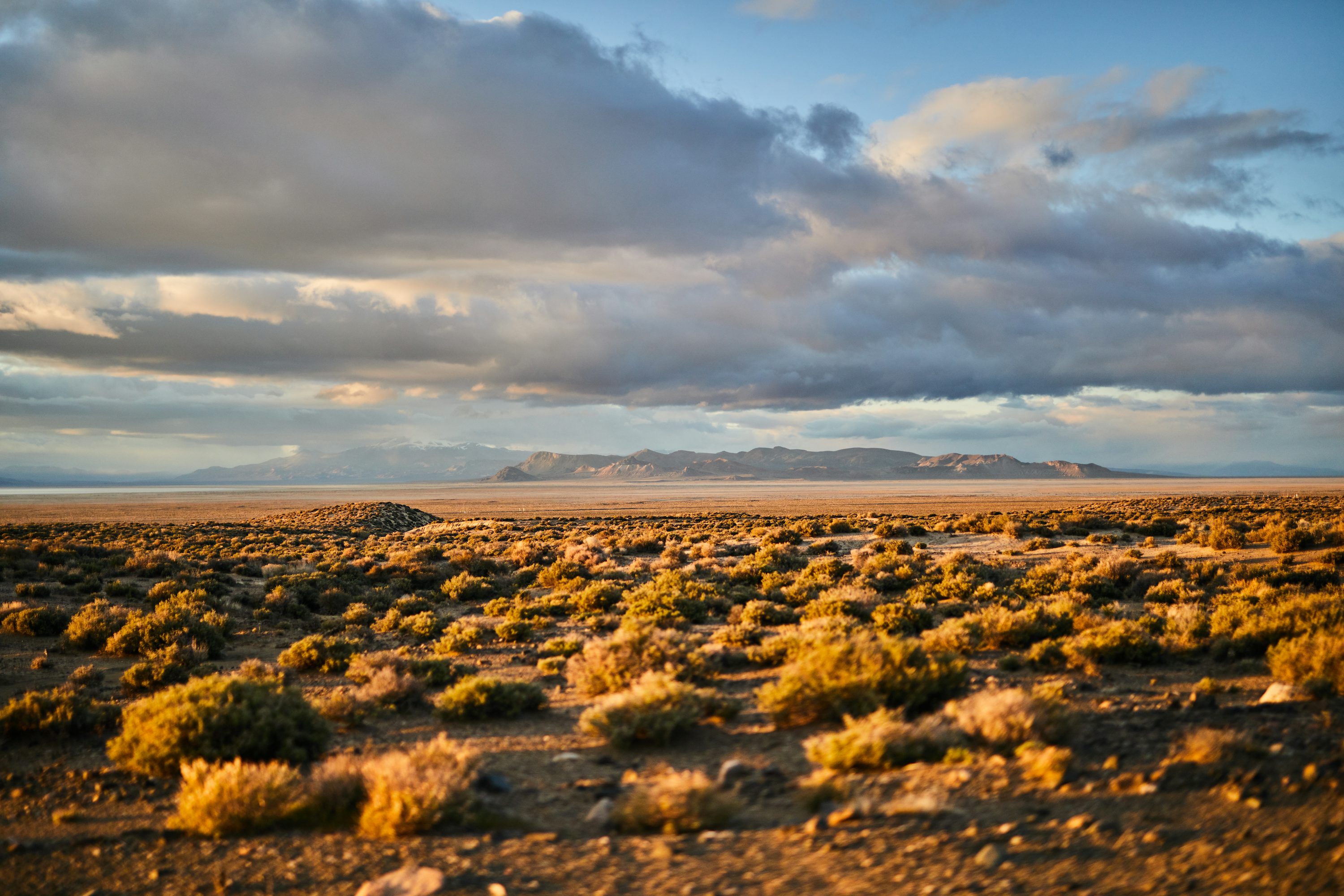Black Rock Desert Sagebrush